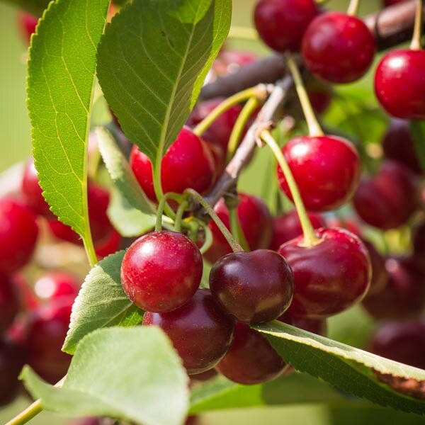 Bush Cherry